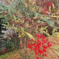 여든 일곱,여든 아홉 부모님의 대화 썸네일