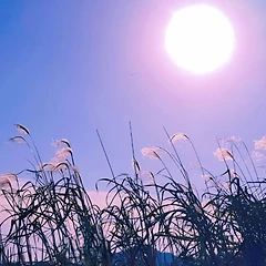 겨울 갈대 썸네일