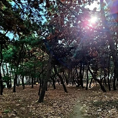 어느덧 나이를 잊어버리고 썸네일