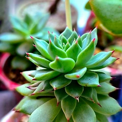 식물 멍 (수학적인 식물,  다육) 썸네일