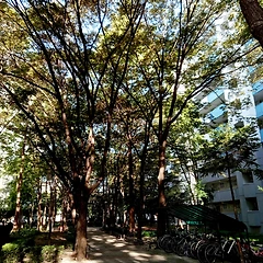 새 둥지와 초록 이끼 썸네일