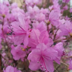 당신의 분홍 썸네일