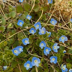 봄까치꽃을 아세요 썸네일