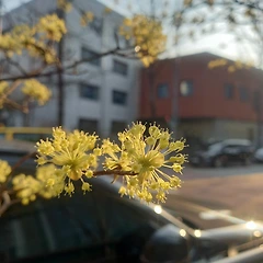 작가가 띄운 배  썸네일