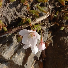 당신의 피난처  썸네일