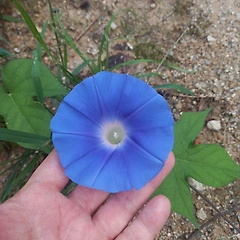 꽃을 보세요 썸네일