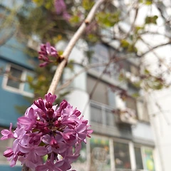 보글보글한 얼굴 썸네일