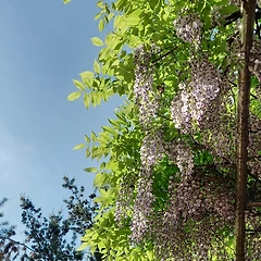 그냥 하늘을 볼 거야 썸네일