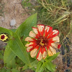 남김없이 꽃이 되어줘 썸네일