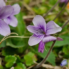 제비꽃의 시간 썸네일