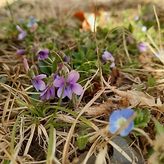 안녕 제비꽃  썸네일