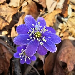 노루귀 꽃의 사랑 썸네일