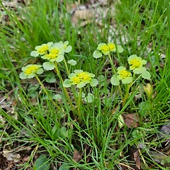 산괭이눈 썸네일