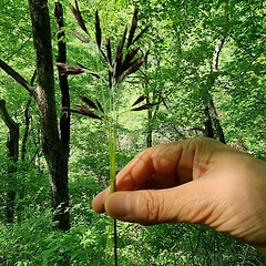 산죽의 인연 썸네일