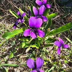산소에 핀 제비꽃 썸네일