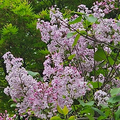 라일락의 향기   썸네일