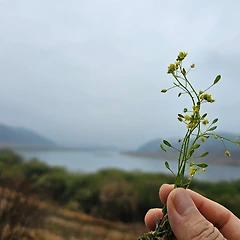 꽃다지에게 썸네일