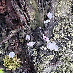 꽃잎이 떨어지는 건 썸네일