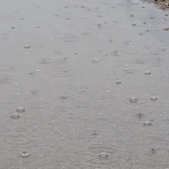 눈물의 소야곡 썸네일