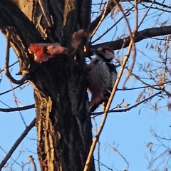 딱따구리 인생 썸네일