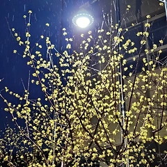 봄비는 맞아도 아프지 않아 썸네일