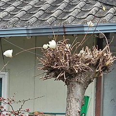 꽃과 나무의 일생 썸네일