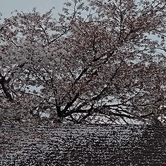 어머니의 눈물 썸네일