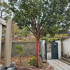 주목의 일생 썸네일