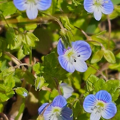 개불알꽃 썸네일