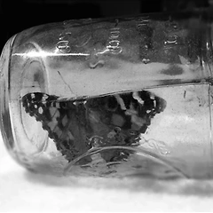 빠져나갈 수 없는 부드러움 썸네일