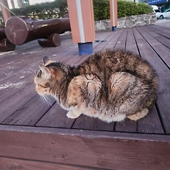 세상순둥이가 버럭포장꾼이 되어 썸네일