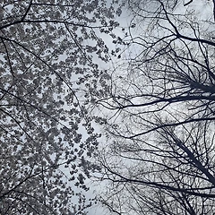 사의 스펙트럼 썸네일