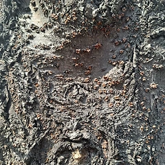 퀼트보다 누더기 썸네일