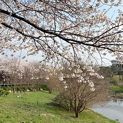 벚꽃과 하얀 목련의 아름다운 모습을 보며  썸네일