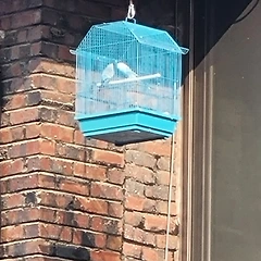 새장 속의 앵무새처럼  썸네일