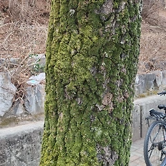 나무와 이끼를 보며  썸네일