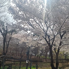 봄에 내리는 눈 썸네일