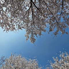 벚꽃처럼 피어나라 썸네일