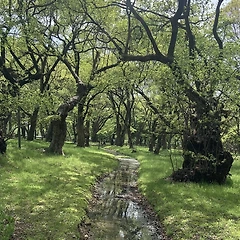 어느 초여름 아침 썸네일