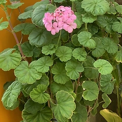 모든 이에게 상냥하게  썸네일