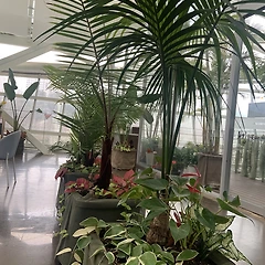 초록식물이 가득한 식물원 카페 썸네일