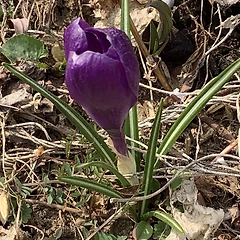 봄의 전령 크로커스 썸네일