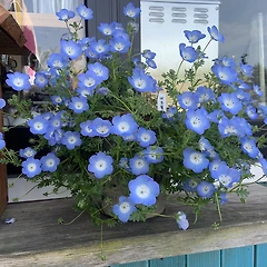 작은 새의 날갯짓 썸네일