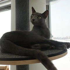 꿈과 고영희 썸네일