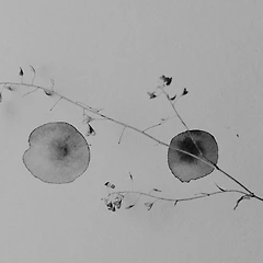 낙천적 회의주의 썸네일