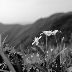 정선 곤드레밥  썸네일