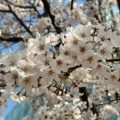 벚꽃과 눈꽃 사이 썸네일