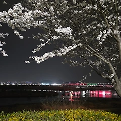 흰 눈이 쌓인 꽃 썸네일