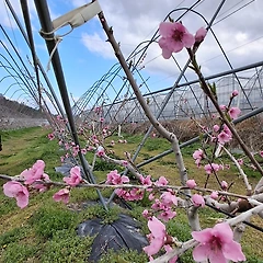 꽃을 좀 보세요. 썸네일