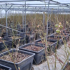 나의 뜨거운 겨울  썸네일